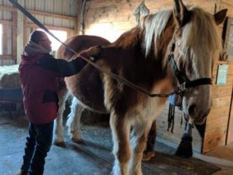 Student grooming a horse 